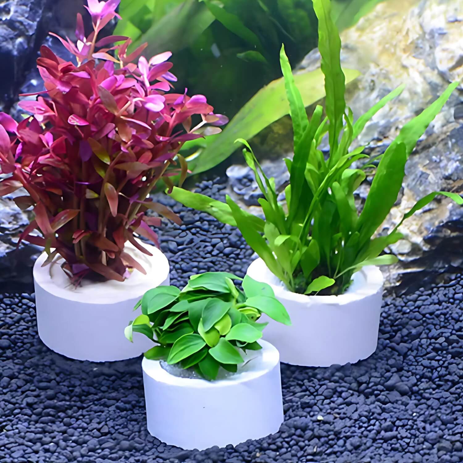 3 delige aquatische plantenset met diverse planten op zwarte kiezels
